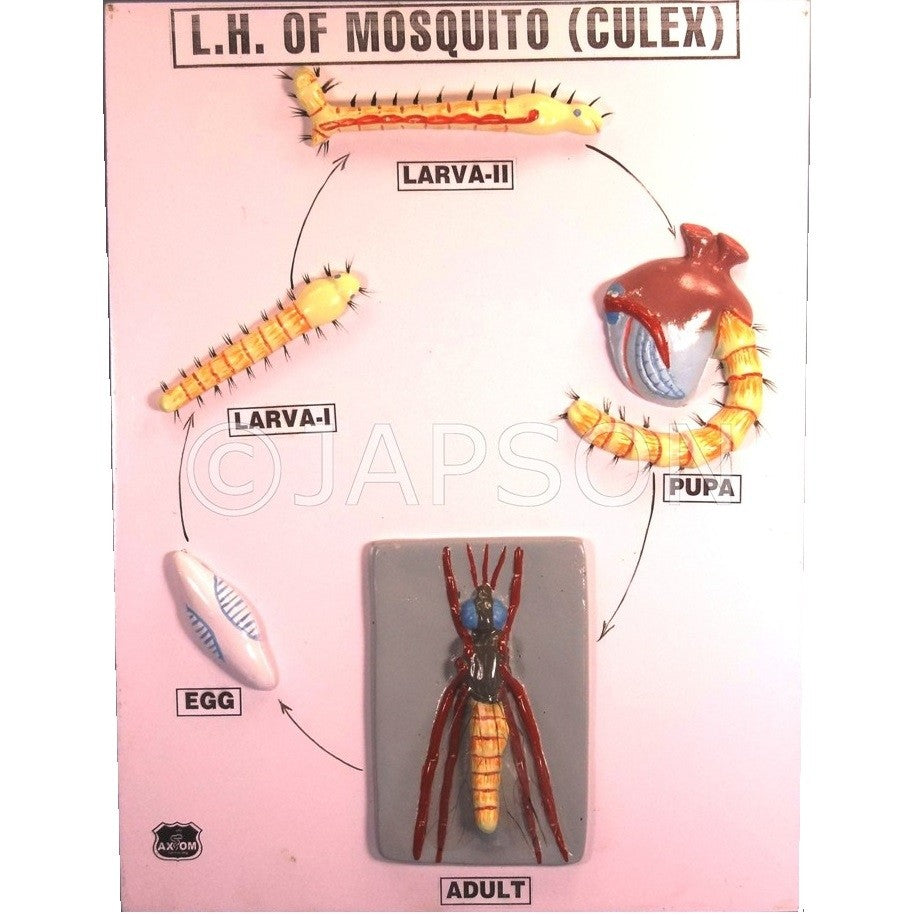 Model, Life History of Mosquito Model, Life History of Mosquito